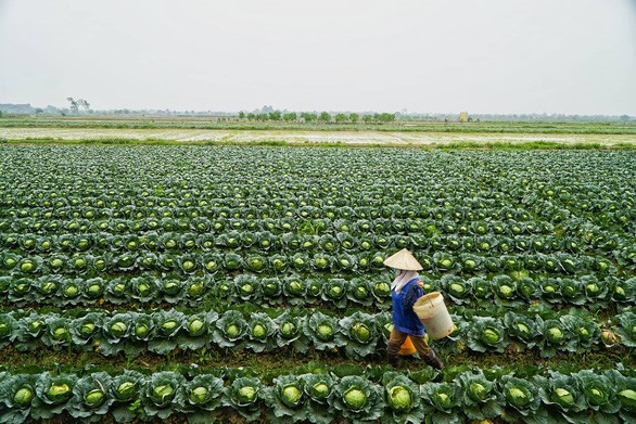 Năm 2050, nông thôn Việt không còn hộ nghèo, trở thành 'nơi đáng sống'